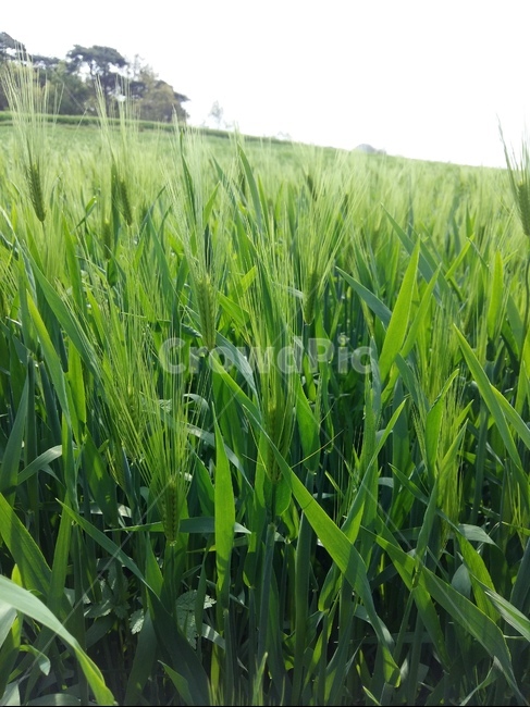 청보리,녹색,봄,맑음,바람,식물,자연,plants,nature