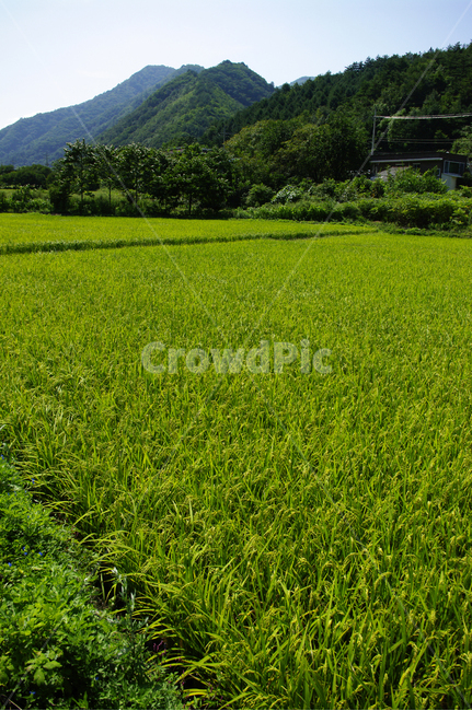 논,벼,농촌,시골,풍경,자연,풍경,nature,landscape,grassland,목초지,field,들,outdoors,옥외,rural,farm,농장,meadow