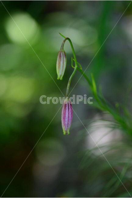 솔나리,야생화,식물,자연,꽃,생태,힐링,플라워,wildflower,flower,plants,nature,season,감성,느낌,emotion,feeling,백합목,백합과,여름,백합속,분홍색,여러해살이풀,꽃봉오리,식물,자연,plants,nature,꽃,flower