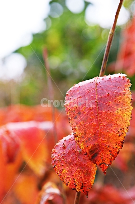 단풍,낙엽,가을,잎,식물,자연,계절,감성,색,색상,나무,공원,가을,계절,fall,autumn,season,veins,정맥,leaf,plant,fungus,진균류