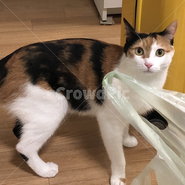 포유류,mammal,동물,animal,pet,고양이,cat,애완동물,반려묘,삼색이,코리안숏헤어,동물,animal,포유류,mammal,고양이,cat,kitten,kitty