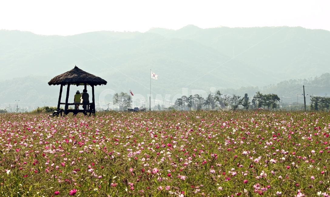 코스모스,들판,정자,가을,꽃,꽃들판,flower,plant,rest,휴식,풍경,landscape,cosmos,자연,풍경,nature,landscape,한국자연풍경,한국자연경관,korea nature landscape,사람,인물,인간,human,person