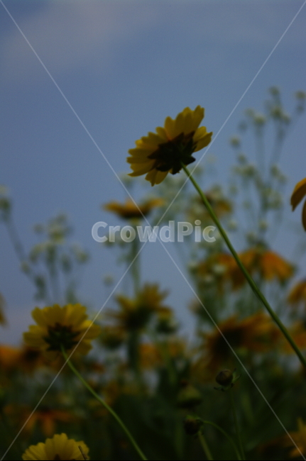 꽃,들꽃,식물,flower,plant