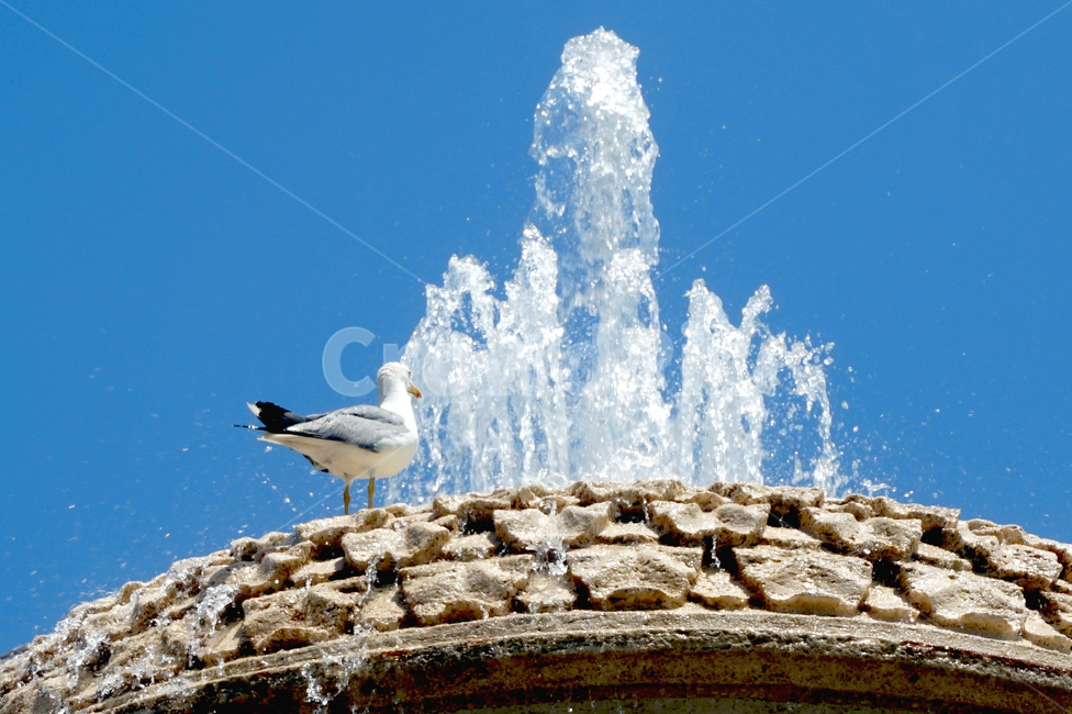 갈매기,여름,분수,seagull,새,조류,로마,하늘,fountain,summer
