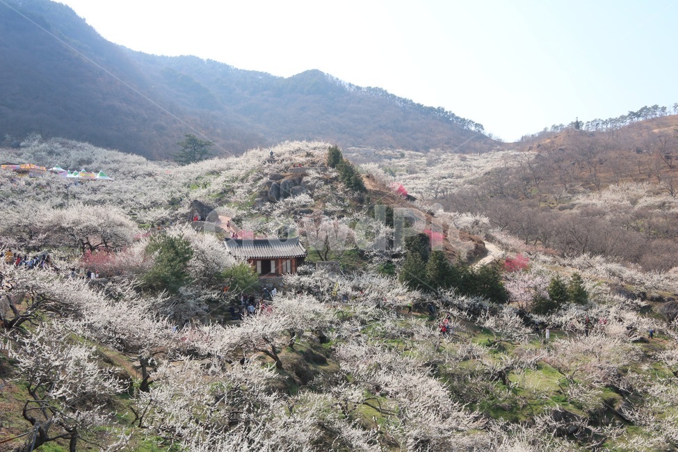 광양,매화,청매실농원,청매실,봄꽃,꽃,봄,계절,spring,season,nature,봄,계절,spring,season,자연,풍경,nature,landscape,slope,경사,outdoors,옥외