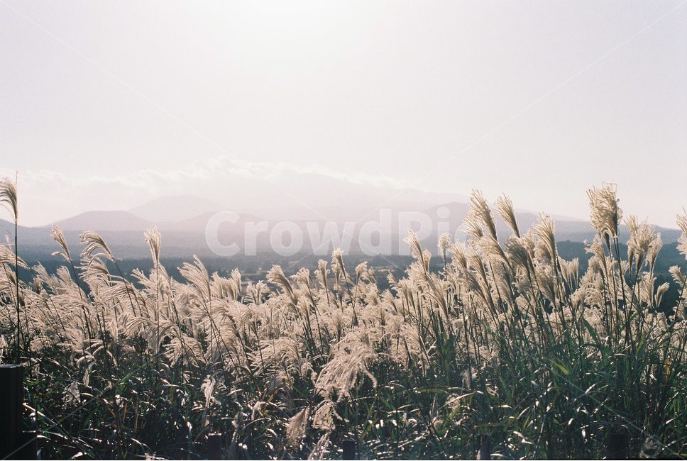 갈대,억새,가을,노을,산굼부리,jeju,제주,풍경,나무,숲,초록,green,island,섬,tree,forest,필름카메라,film,camera,카메라,녹색,갈색,흐림,석양,자연,nature,산