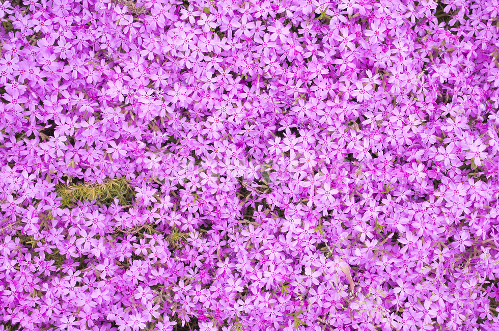 분홍색,봄꽃,꽃,핑크,풍경화,식물,식물,자연,plants,nature,꽃,flower