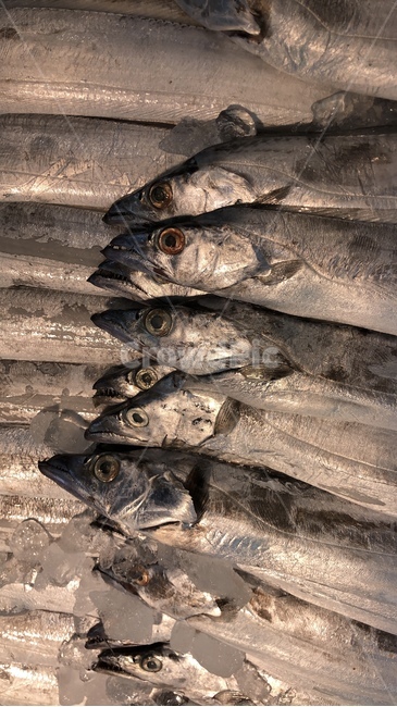 생선,얼음,갈치,눈알,은색,수산물,해산물,fishery products,seafood