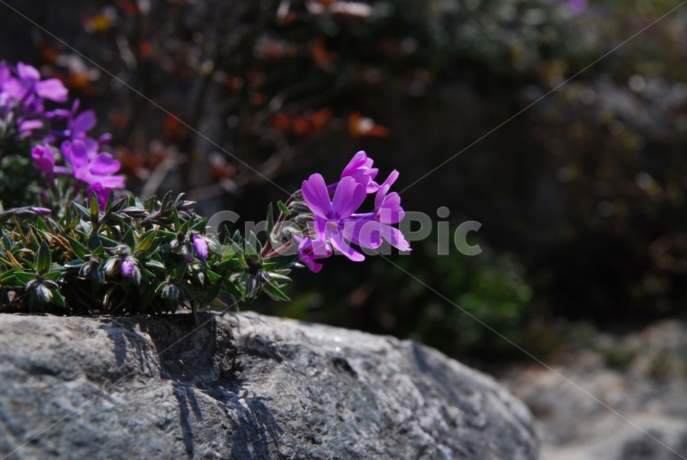 꽃잔디,자주꽃,식물,바닥,잔디,꽃,생태,자연,plants,뽀족한잎,식물,자연,plants,nature,꽃,flower