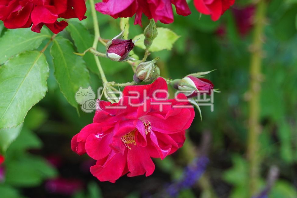 장미,장미꽃,꽃,꽃잎,식물,장미축제,장미공원,공원,자연,들장미,5월,봄,봄꽃,초여름,flower,rose,petal