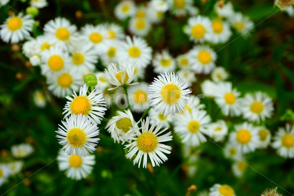 식물,꽃,흰색,단아함,들국화,들꽃,들판,작은꽃,식물,자연,plants,nature,꽃,flower