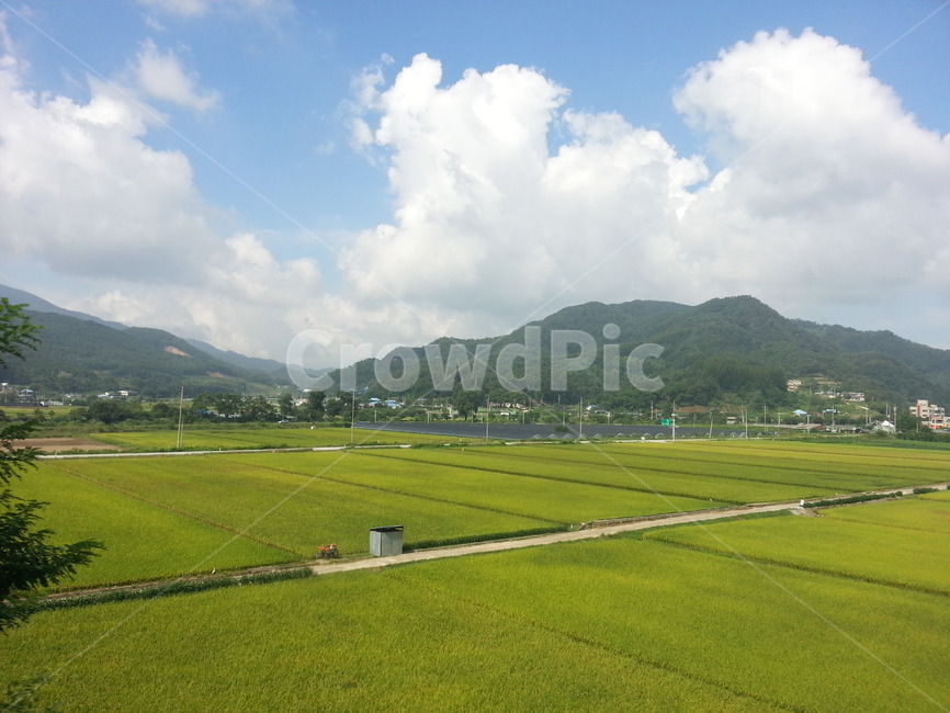 하늘,논,평야,구름,녹색평야,시골,마을,풍경,landscape,country,rural,town,산업,industry,industrial,농업,농사,agriculture,farming,farming industry