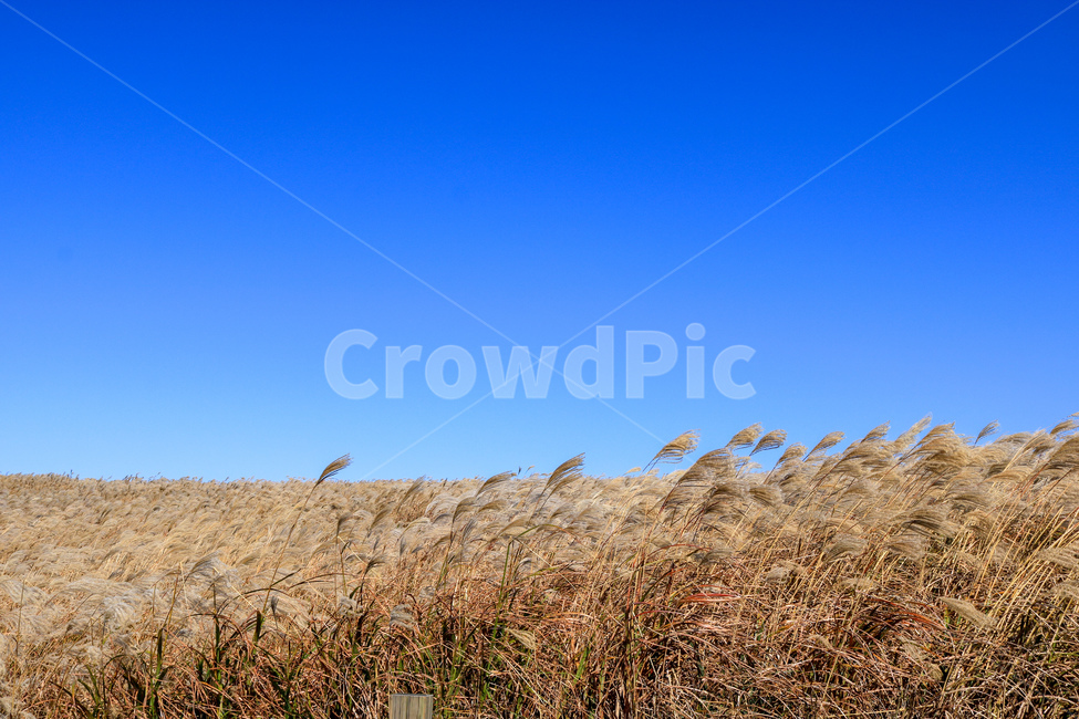 하늘,제주도,갈대,풍경,가을하늘,자연,풍경,nature,landscape,grass,잔디,plant,식물,lawn