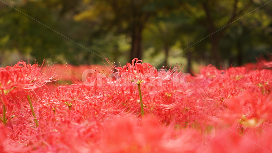 상사화,꽃,붉은꽃,자연,식물,식물,자연,plants,nature,꽃,flower
