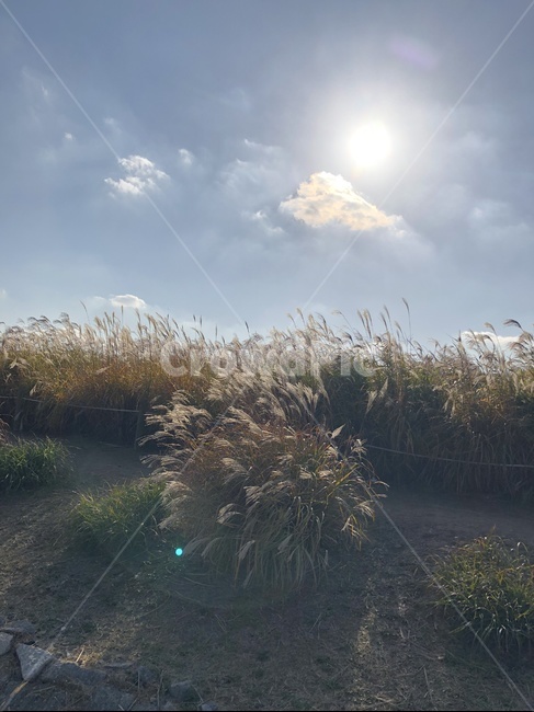 갈대,갈대축제,하늘공원,갈대밭,고독,자연,풍경,nature,landscape,plant,식물,grass,잔디,lawn,reed