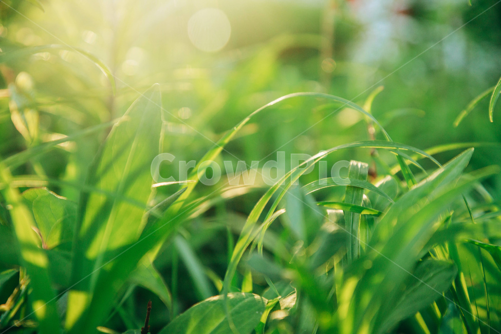풀,풀잎,자연,빛,햇살,잎사귀,초록,감성,줄기,햇볕,green,nature,식물,자연,plants,nature,휴식,힐링,rest,relaxation,healing