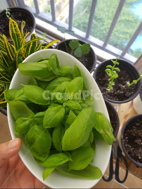 베란다정원,바질수확,바질,녹색,허브,herb,식물,자연,plants,nature