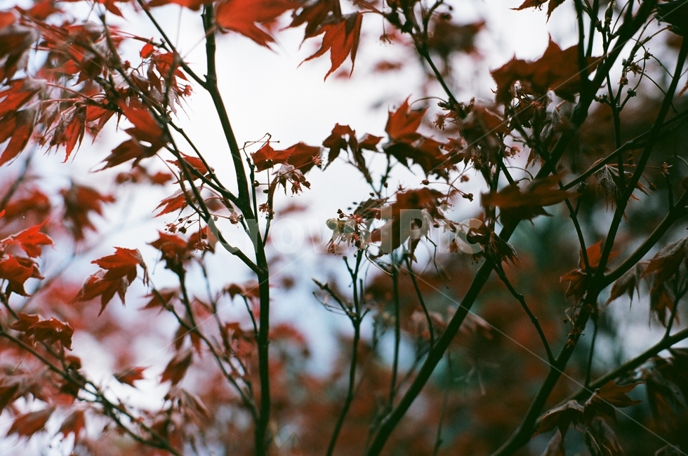 단풍,나뭇잎,식물,나무,maple,tree,plant,가을,계절,fall,autumn,season,leaf,잎