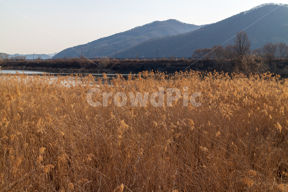 갈대,호수,강변,겨울,가을,갈대밭,뚝방길,산,가을,계절,fall,autumn,season,자연,풍경,nature,landscape,plant,식물,grass,잔디