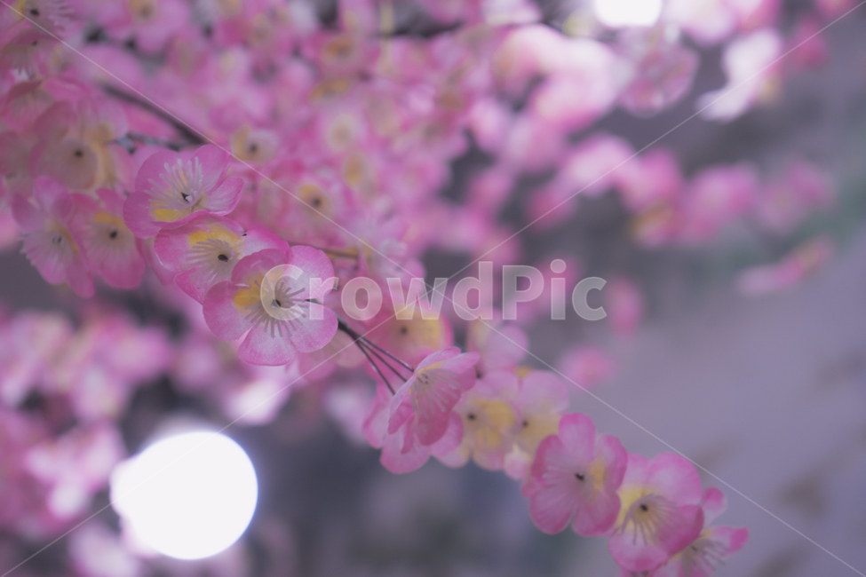 봄,벚꽃,꽃,핑크,spring,flower,봄,계절,spring,season,식물,자연,plants,nature,꽃,flower,감성,sensible,feeling,plant,blossom,geranium,제라늄