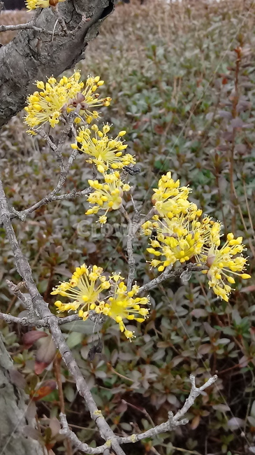 자연,식물,나무,tree,옥외,outdoors,nature,산수유,꽃