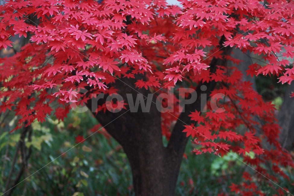 단풍나무,가을,단풍,감성사진,단풍잎,가을,계절,fall,autumn,season,식물,자연,plants,nature,나무,trees,wood,leaf,잎,plant,tree,maple