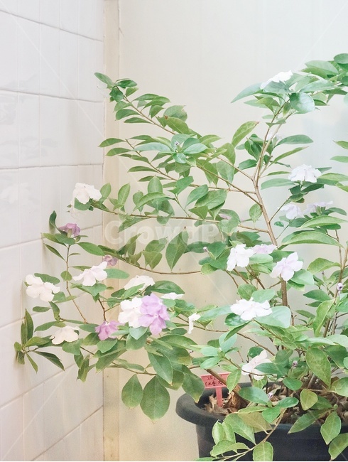 봄,꽃,spring,flower,쟈스민,식물,plant,식물,자연,plants,nature,꽃,flower,실내용화초,화분,화초,house plant,인테리어,실내디자인,interior design