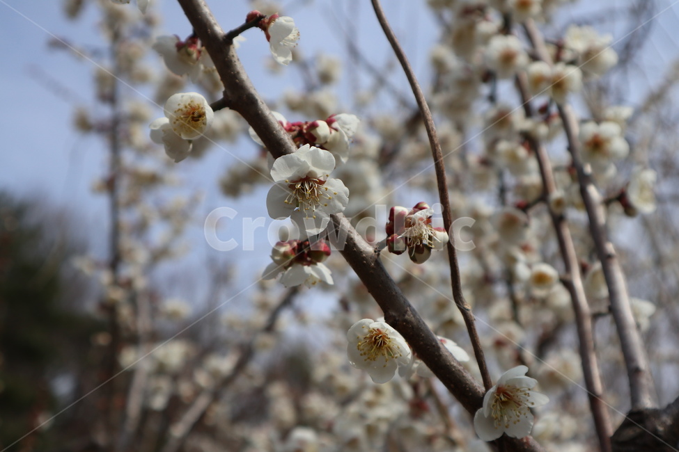 매화,꽃,봄꽃,매화나무,흰매화,겹매화,홍매화,백매화,봄,계절,spring,season,식물,자연,plants,nature,꽃,flower,plant,blossom