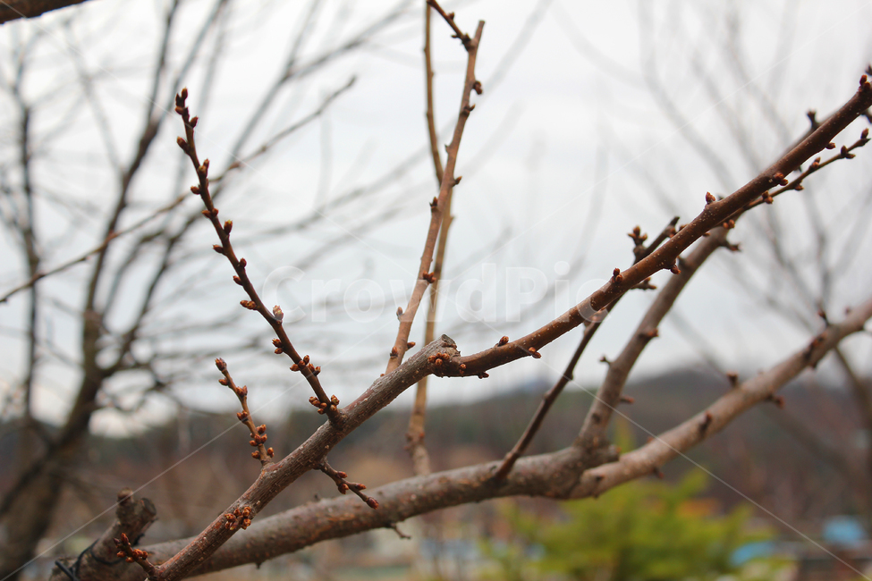 나무,나뭇가지,식물,자연,가지,겨울,갈색,브라운,식물,자연,plants,nature,나무,trees,wood