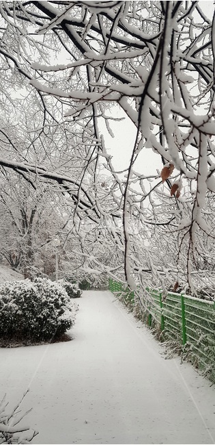 첫눈,창덕궁,고궁설경,돈화문,firstsnow,changdeokgung,겨울,계절,winter,season,자연,풍경,nature,landscape,outdoors,옥외