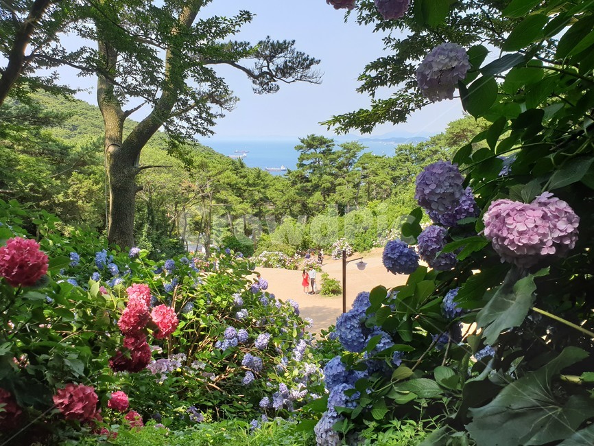 수국,태종대,태종대수국,꽃,태종대수국축제
