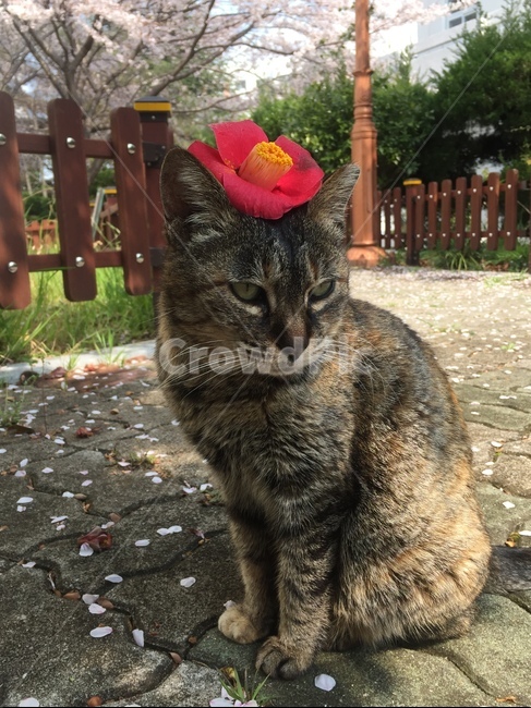 고양이,동물,봄,벚꽃,동백꽃,cat,animal,spring,cherryblossom,camellia