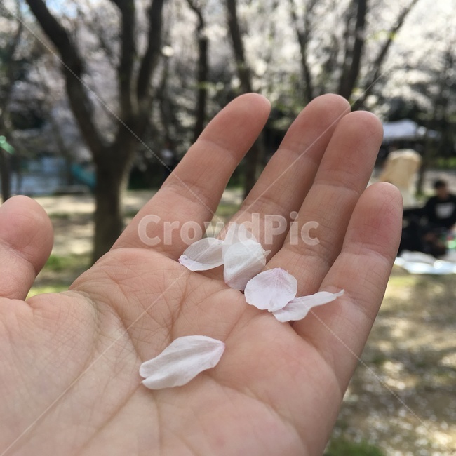 벚꽃,꽃잎,벚꽃나무,손바닥,cherryblossoms,hand