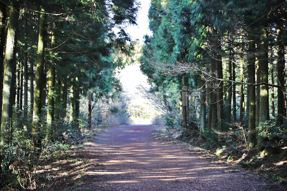 사리숲길,제주도,숲,자연풍경,감성사진,자연,풍경,nature,landscape,road,도로