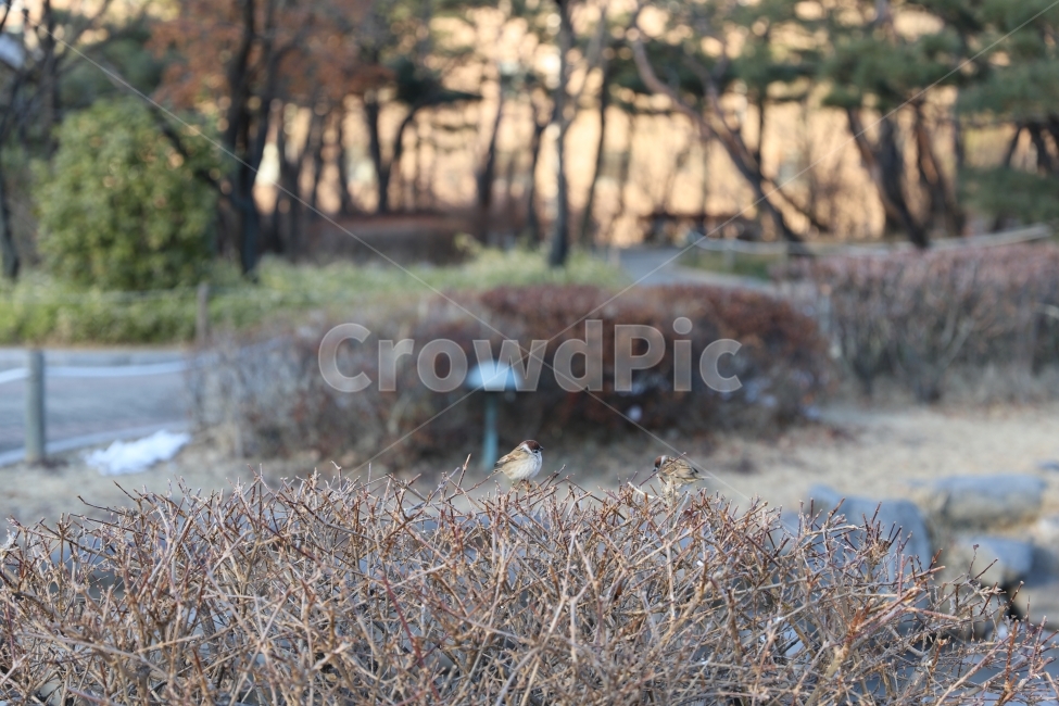 참새,새,공원,자연,겨울참새,겨울,계절,winter,season,동물,animal,조류,새,birds
