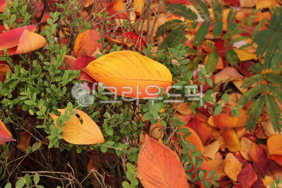 가을, 잎, 단풍, fall, leaf, 사진,이미지,일러스트,캘리그라피 - joyfulharu작가