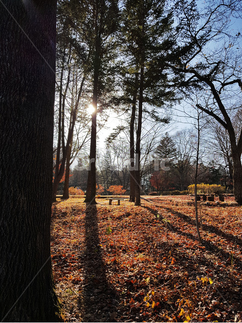 혼자,나무,빛,sun,sunshine,가을,계절,fall,autumn,season,자연,풍경,nature,landscape,ground,바닥,light,flare,플레어