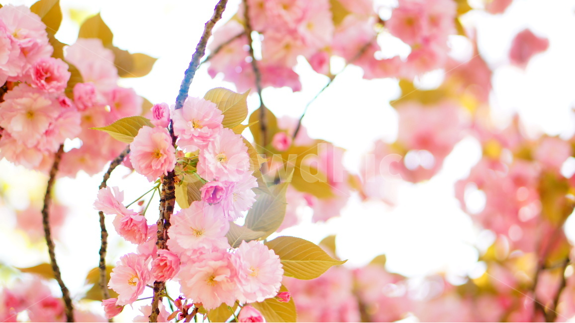 벚꽃,겹벚꽃,분홍색,나무,봄,자연,햇살,풍경,식물,flower,꽃입,늦봄,봄,계절,spring,season,식물,자연,plants,nature,꽃,flower,plant