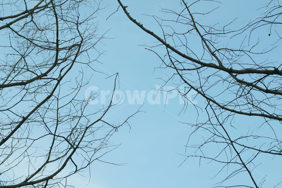 나무줄기,식물,tree,나무,하늘,하늘색,나뭇가지