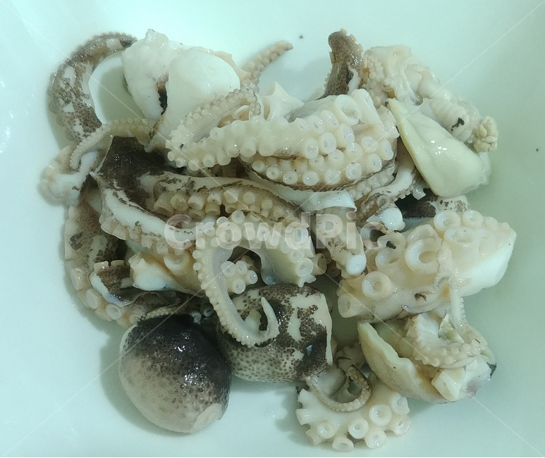 쭈꾸미,수산물,해산물,어류,날것,음식,식재료,요리,food,cook,meal,dishes,food reserves,수산물,해산물,fishery products,seafood