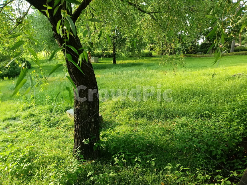 잔디,lawngrass,들,field,나무,식물,grassland,자연,plant,nature,자연,풍경,nature,landscape,목초지,outdoors,옥외