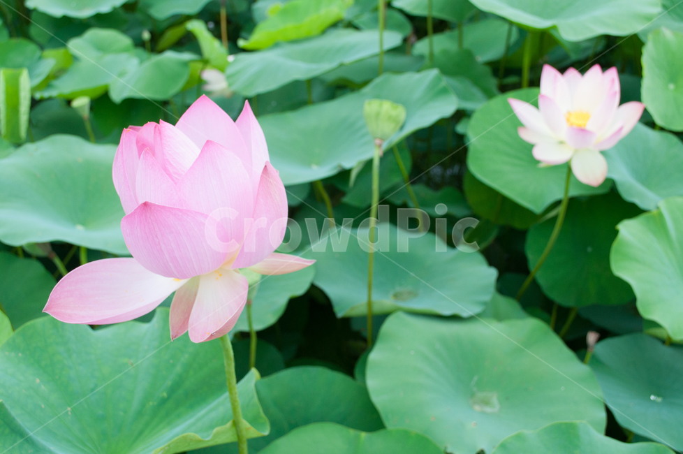 연꽃,lotus,연못,꽃,연잎,여름꽃,자연,flower,pond,안압지,연꽃단지,식물,자연,plants,nature,꽃,flower
