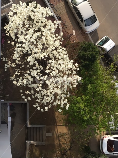 꽃나무,봄,흰꽃,나무,flower,tree,spring,bloom,white,whiteflower,봄나무