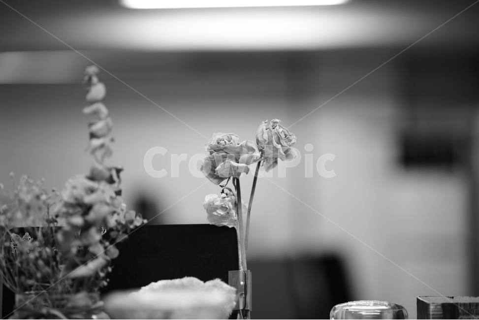 흑백,흑백사진,드라이플라워,장미,plant,식물,rose,dry,dryflower,flower,black,blackandwhite,mono,꽃,flower,흑백,모노톤,monochrome,black and white