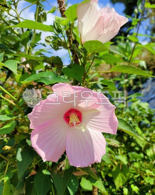 꽃,가을꽃,가을풍경,식물,나무,분홍색꽃,plant,flower,blossom