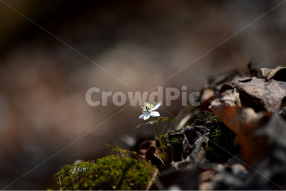 white flower,ecological photo,March,Honeysuckle,spring flower,spring,healing,ecology,native place,beech flower,plants,grass,season,herb,flowers,seasons,Flower,nature,Ranunculaceae,honey gland,Hongcheon,flower,Gangwondo,2018,wildflowers,mountain flowers,ba