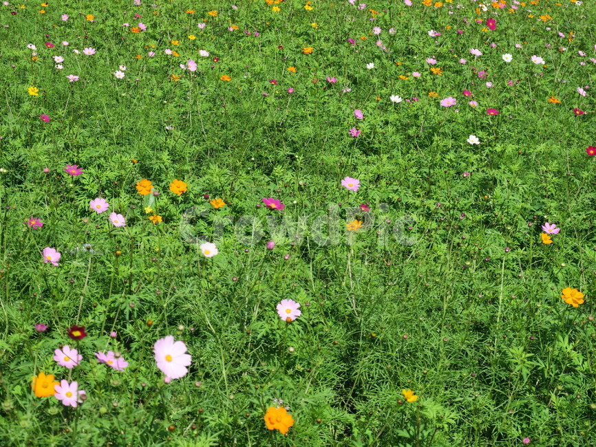 풀,꽃,초록,자연,식물,들,식물,자연,plants,nature,꽃,flower