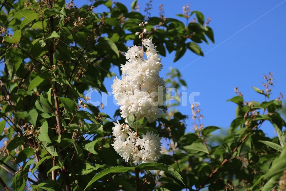 자연,하늘,나무,꽃,초록,흰색,nature,sky,tree,flower,green,white,sora,ki,hana,midori,shiro,하늘색,skyblue,sorairo,식물,자연,plants,nature,꽃,flower