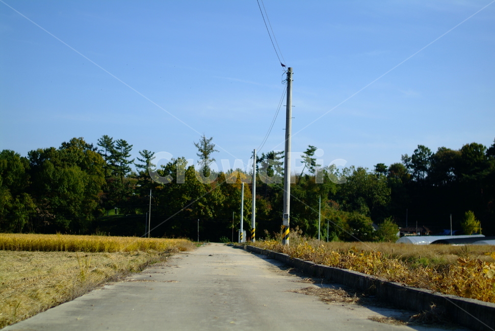 가을,논,식물,자연,하늘,plant,sky,계절,fall,autumn,season,나무,시골,벼,풍경,농촌,길,시골길