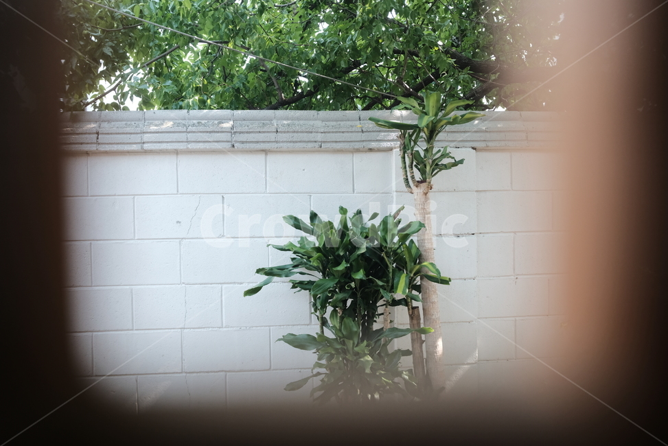 식물,한옥,나무,담벼락,전통,한국,벽,돌담,plant,green,초록,선인장,꽃,자연,nature,자연,풍경,nature,landscape